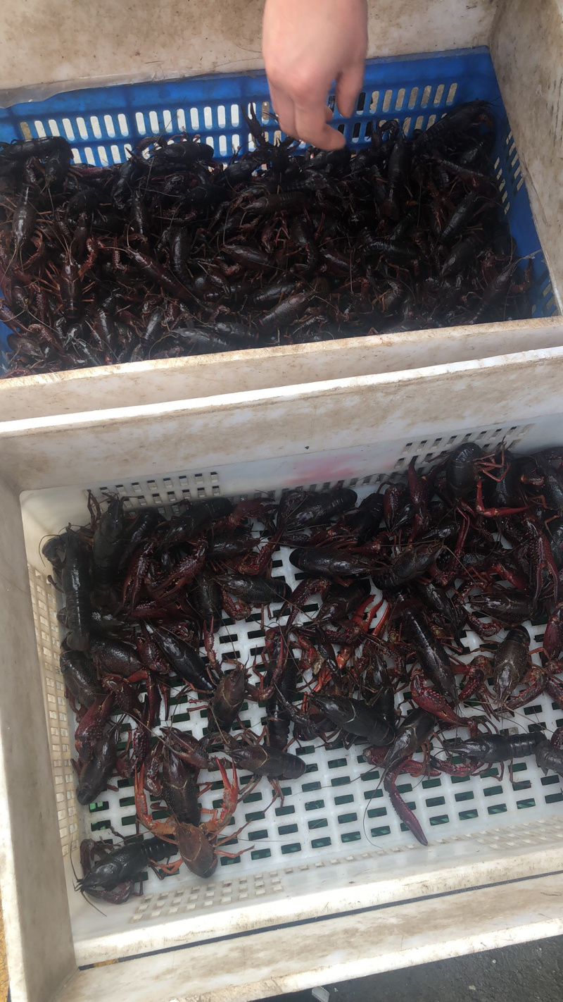 每天供应1万斤小龙虾，质量品质保证，欢迎来电