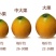 广西特产融安滑皮脆皮金桔当季新鲜水果8斤装孕妇水果