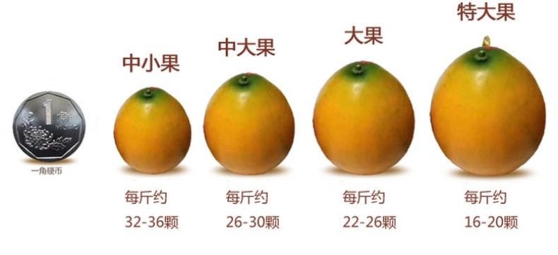 广西特产融安滑皮脆皮金桔当季新鲜水果8斤装孕妇水果