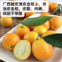 广西特产融安滑皮脆皮金桔当季新鲜水果8斤装孕妇水果