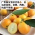 广西特产融安滑皮脆皮金桔当季新鲜水果8斤装孕妇水果