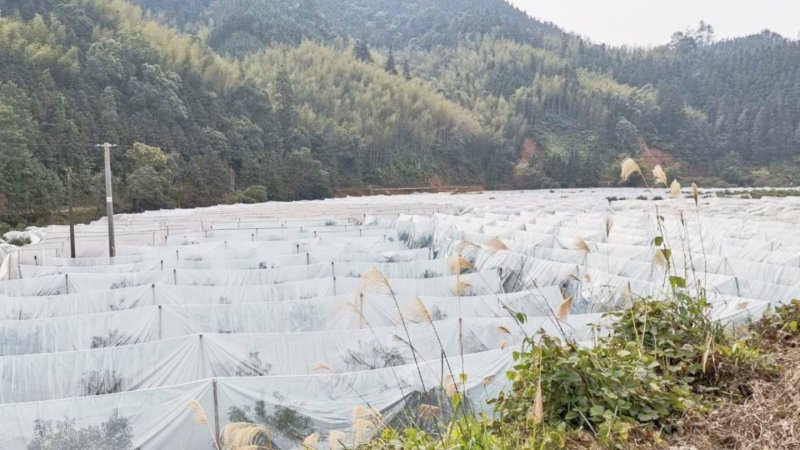 广西特产融安滑皮脆皮金桔当季新鲜水果8斤装孕妇水果