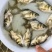 缩骨大头鱼缩骨鳙鱼苗缩骨白鲢鱼苗