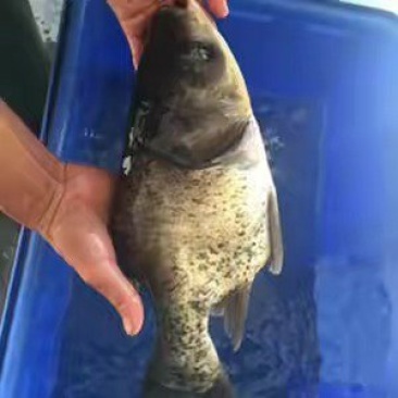 缩骨大头鱼缩骨鳙鱼苗缩骨白鲢鱼苗