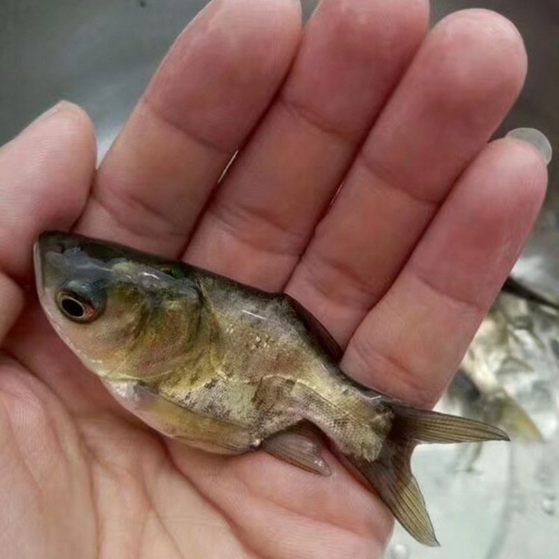 缩骨大头鱼缩骨鳙鱼苗缩骨白鲢鱼苗