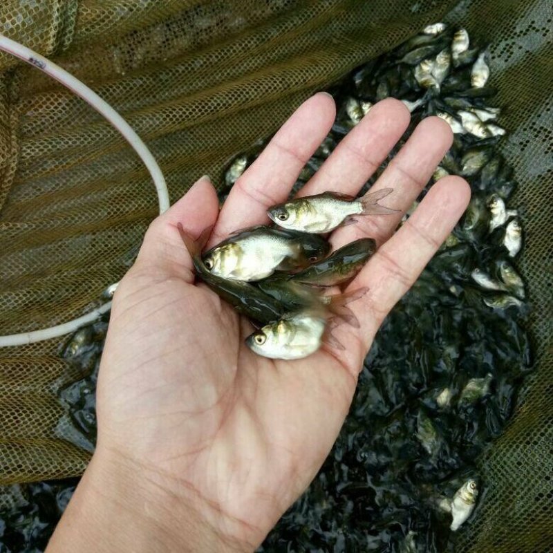 缩骨大头鱼缩骨鳙鱼苗缩骨白鲢鱼苗