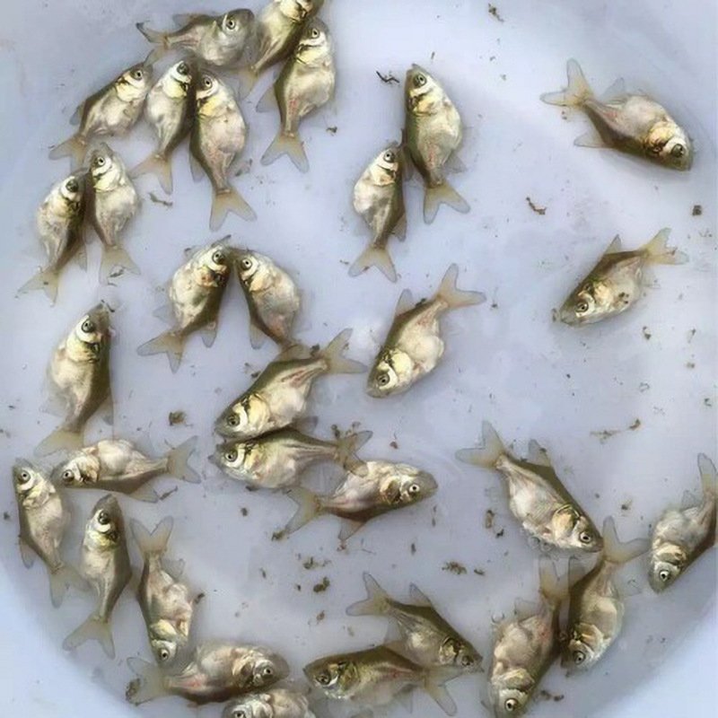 缩骨大头鱼缩骨鳙鱼苗缩骨白鲢鱼苗
