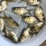 缩骨大头鱼苗缩骨鳙鱼苗缩骨鲢鱼苗