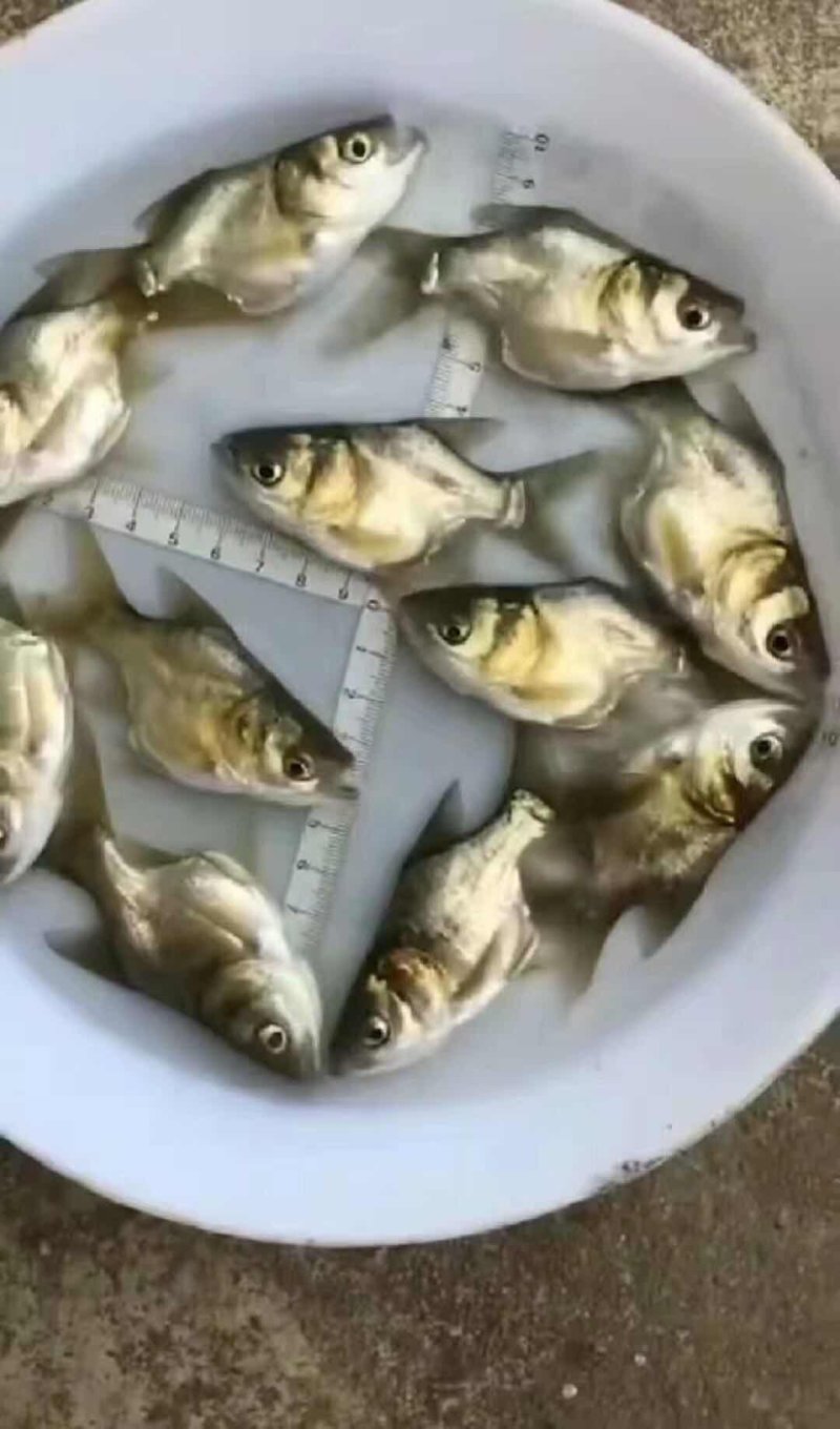 缩骨大头鱼苗缩骨鳙鱼苗缩骨鲢鱼苗