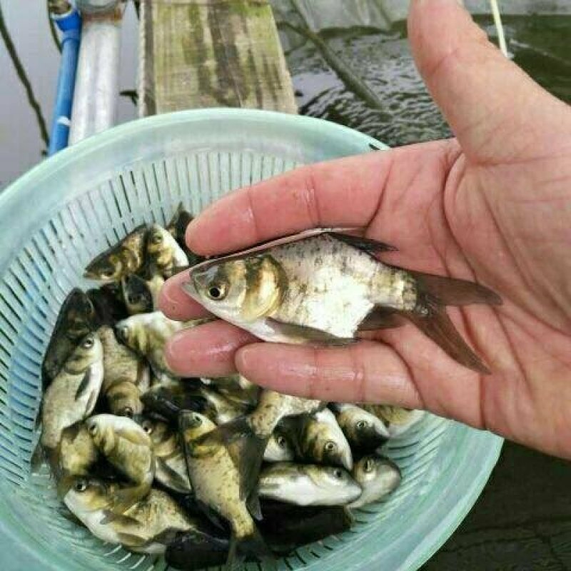 缩骨大头鱼苗缩骨鳙鱼苗缩骨鲢鱼苗