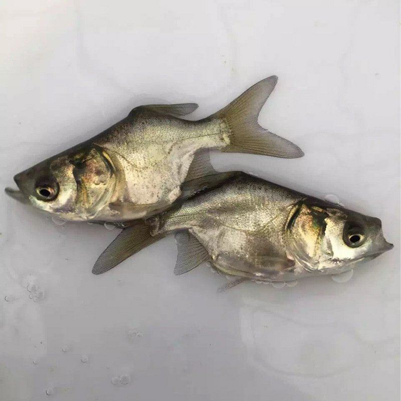 缩骨大头鱼苗缩骨鳙鱼苗缩骨鲢鱼苗