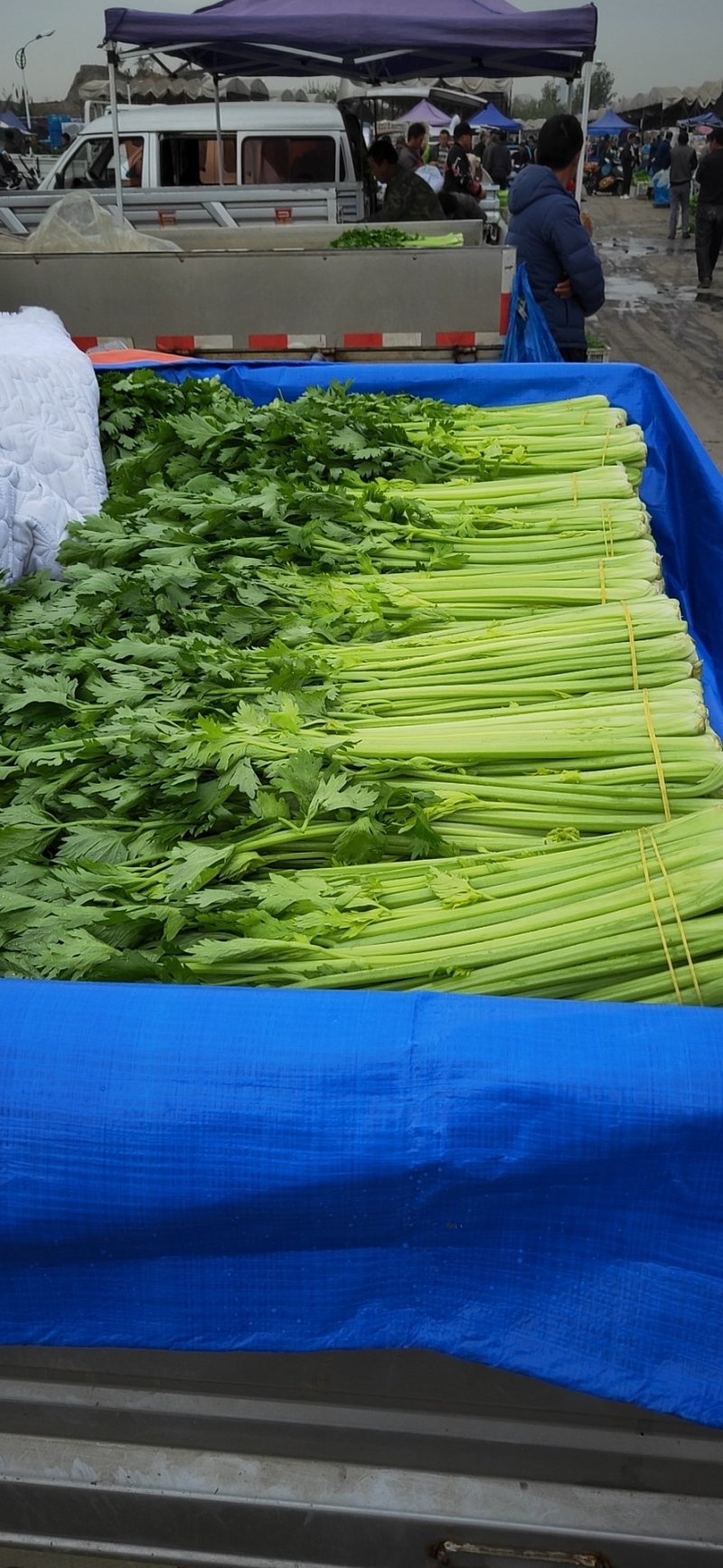 过寒芹菜已经上市了，欢迎电话咨询