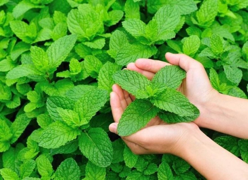 百花园薄荷种子花卉种子阳台盆栽花草庭院绿植四季花种子批发