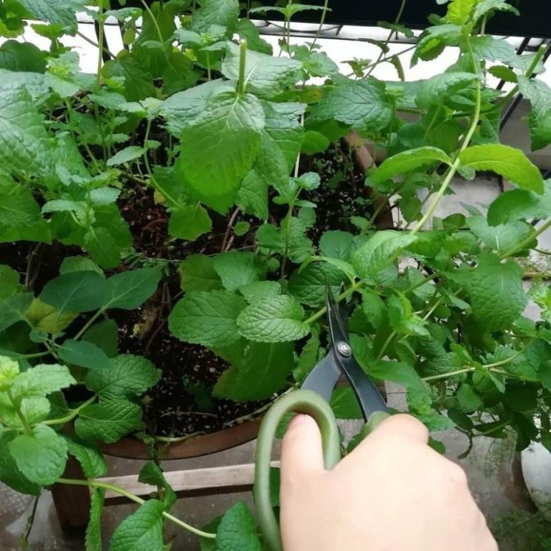 百花园薄荷种子花卉种子阳台盆栽花草庭院绿植四季花种子批发