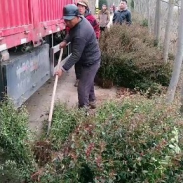 小丑火棘火棘50公分-150公分规格多样化