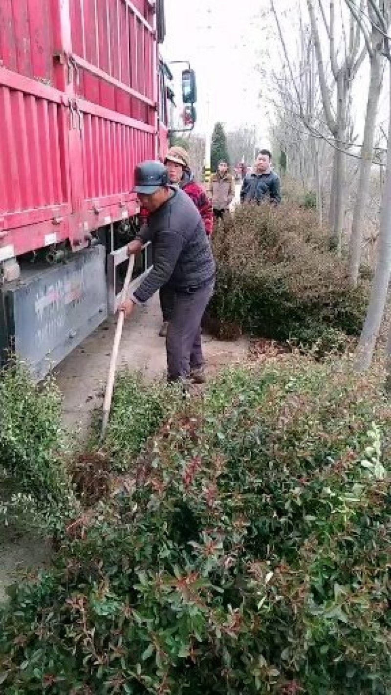 小丑火棘火棘50公分-150公分规格多样化