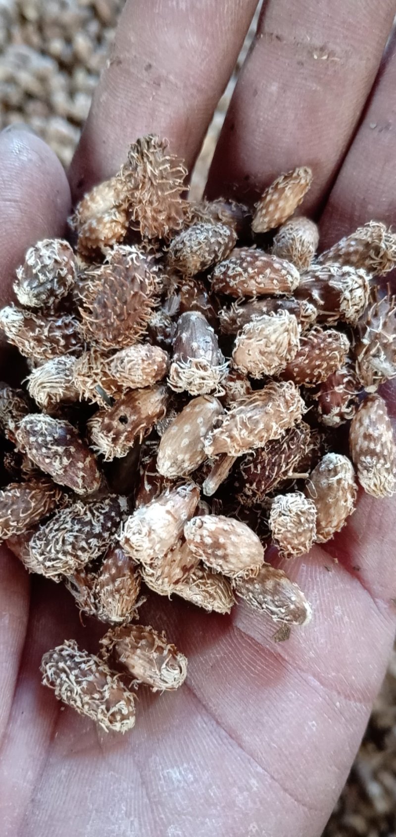 苍耳子，苍耳，河北苍耳子