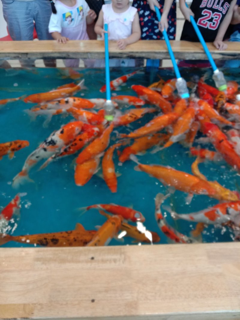 【荐】精品鲤鱼苗大量批发渔场直销全国供应诚信经营