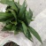 毛茨菇，野生