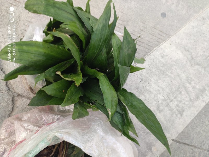 毛茨菇，野生