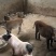 香猪巴马香猪小香猪猪仔猪苗种猪商品猪全国发货