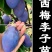 西门李子苗法兰西正宗嫁接苗当年结果成活率高现挖发货包邮