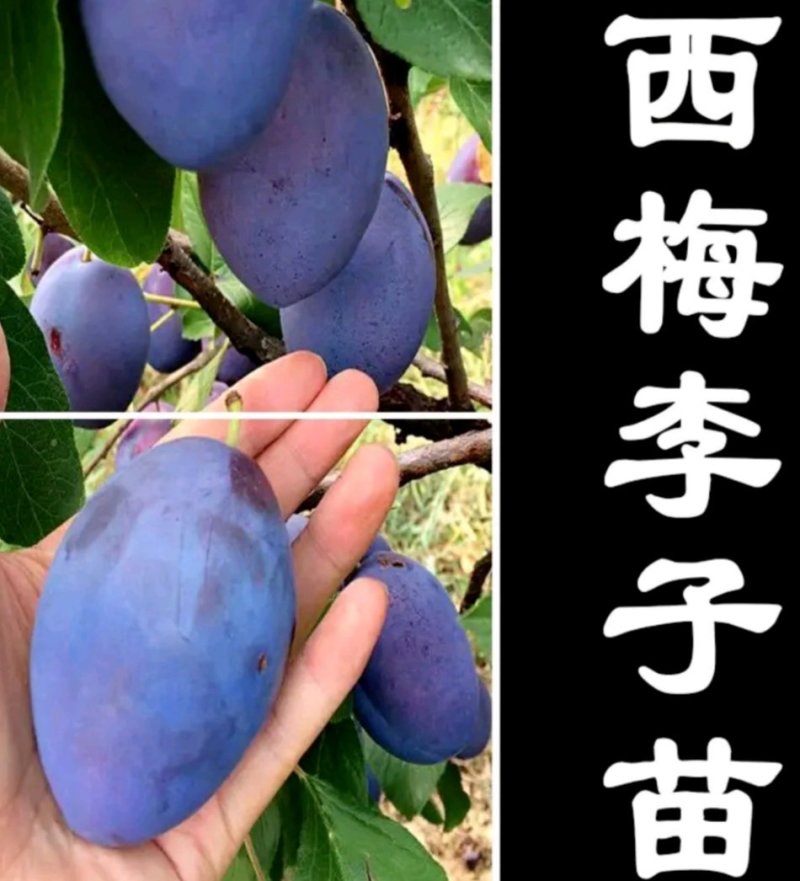 西门李子苗法兰西正宗嫁接苗当年结果成活率高现挖发货包邮