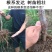 西门李子苗法兰西正宗嫁接苗当年结果成活率高现挖发货包邮