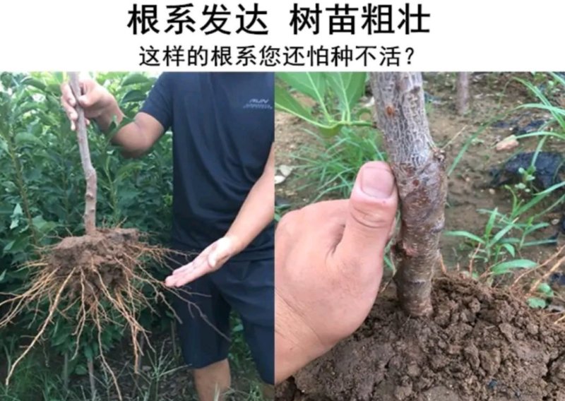 西门李子苗法兰西正宗嫁接苗当年结果成活率高现挖发货包邮