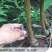 西门李子苗法兰西正宗嫁接苗当年结果成活率高现挖发货包邮