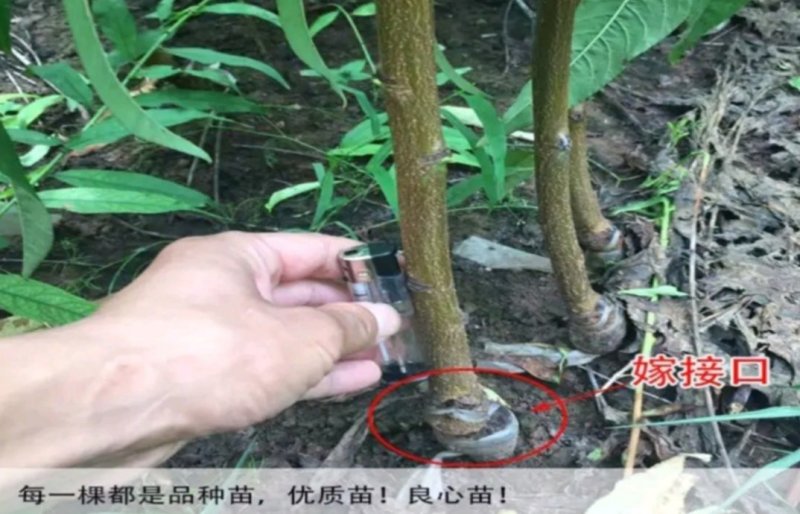西门李子苗法兰西正宗嫁接苗当年结果成活率高现挖发货包邮