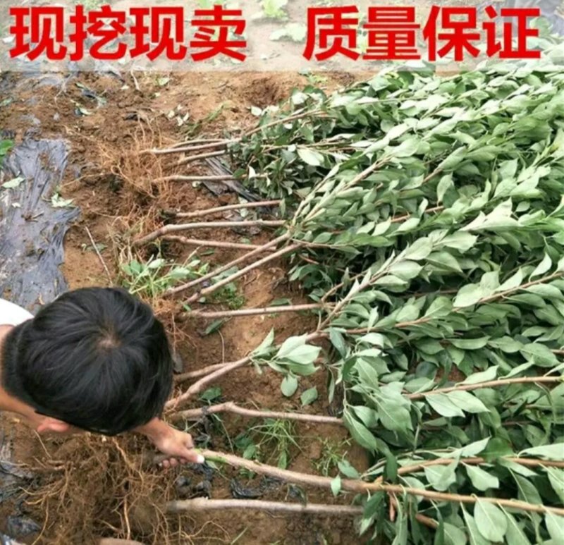 西门李子苗法兰西正宗嫁接苗当年结果成活率高现挖发货包邮