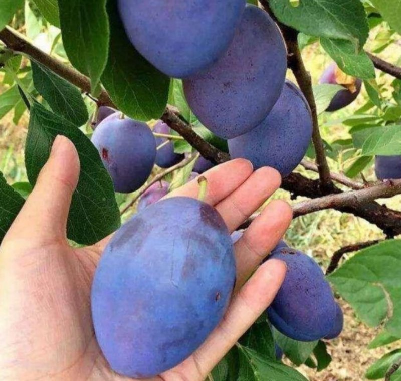 西门李子苗法兰西正宗嫁接苗当年结果成活率高现挖发货包邮