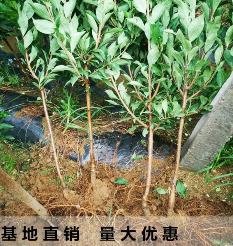 西门李子苗法兰西正宗嫁接苗当年结果成活率高现挖发货包邮