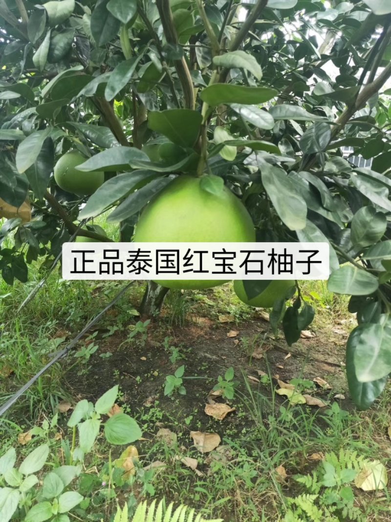 柚子苗.嫁接红宝石柚子苗，青柚树苗，一手货源，品种保证，