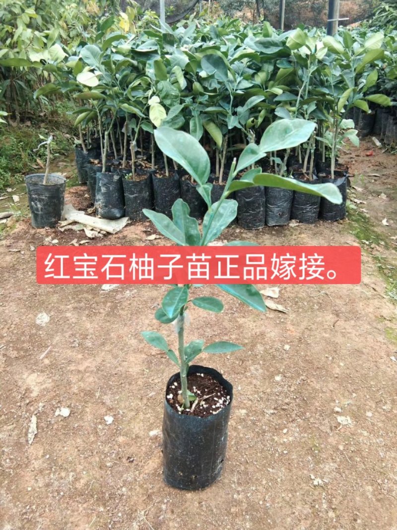 柚子苗.嫁接红宝石柚子苗，青柚树苗，一手货源，品种保证，