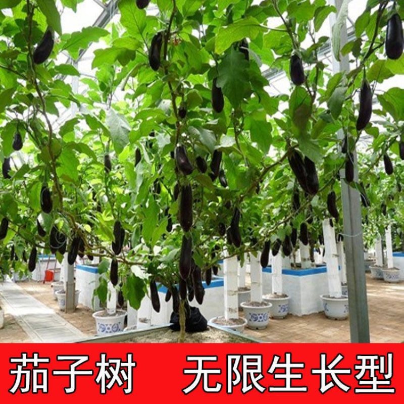 四季茄子树种子多年生长特色高产可观赏树形紫茄子树种子蔬菜