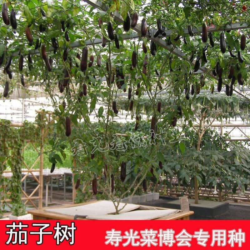 四季茄子树种子多年生长特色高产可观赏树形紫茄子树种子蔬菜