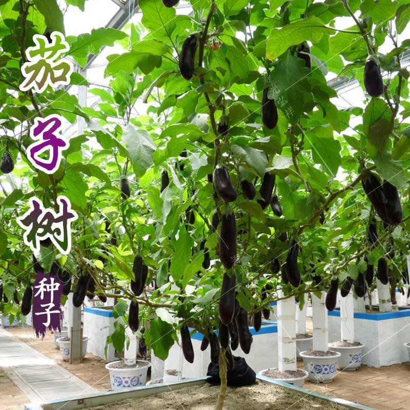 四季茄子树种子多年生长特色高产可观赏树形紫茄子树种子蔬菜