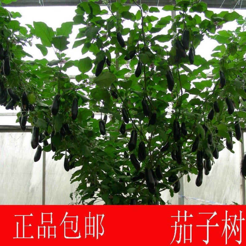 四季茄子树种子多年生长特色高产可观赏树形紫茄子树种子蔬菜