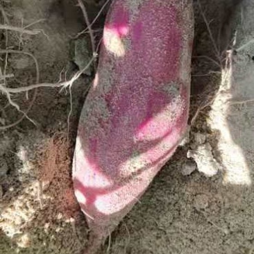 紫薯