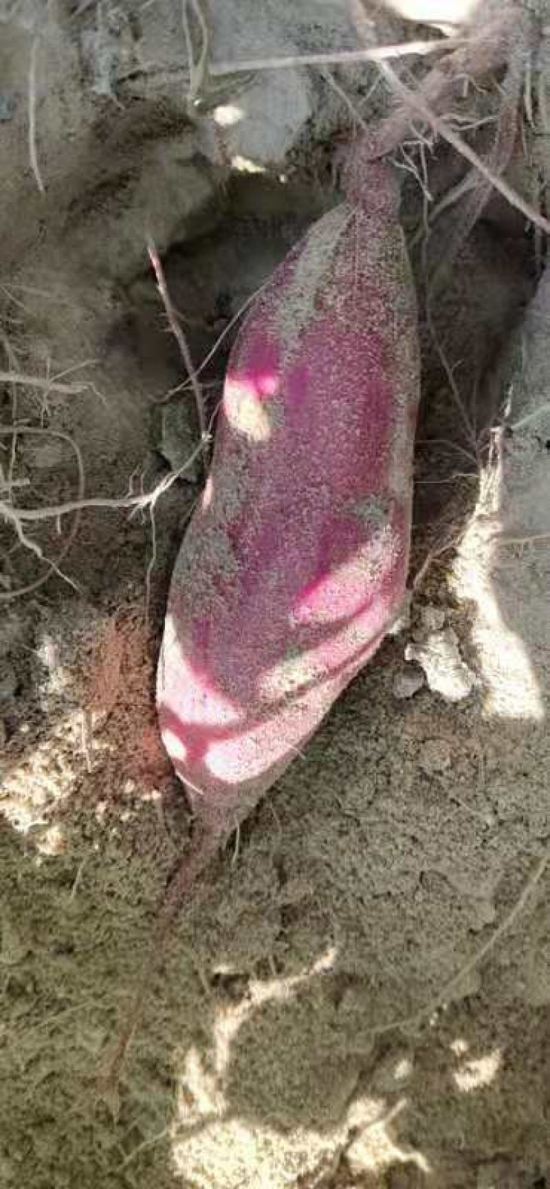紫薯