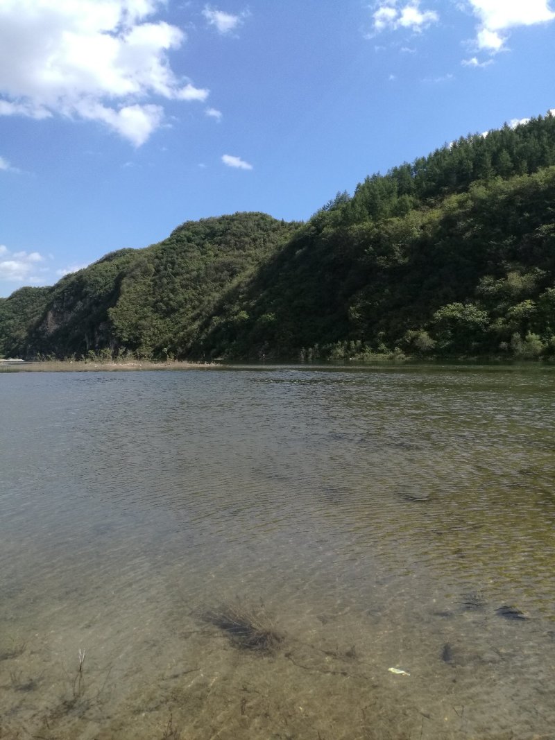 淡水鱼速冻去肚小河鱼杂鱼类规格6到12厘米左右