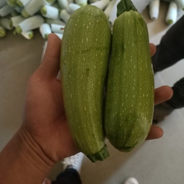 西葫芦