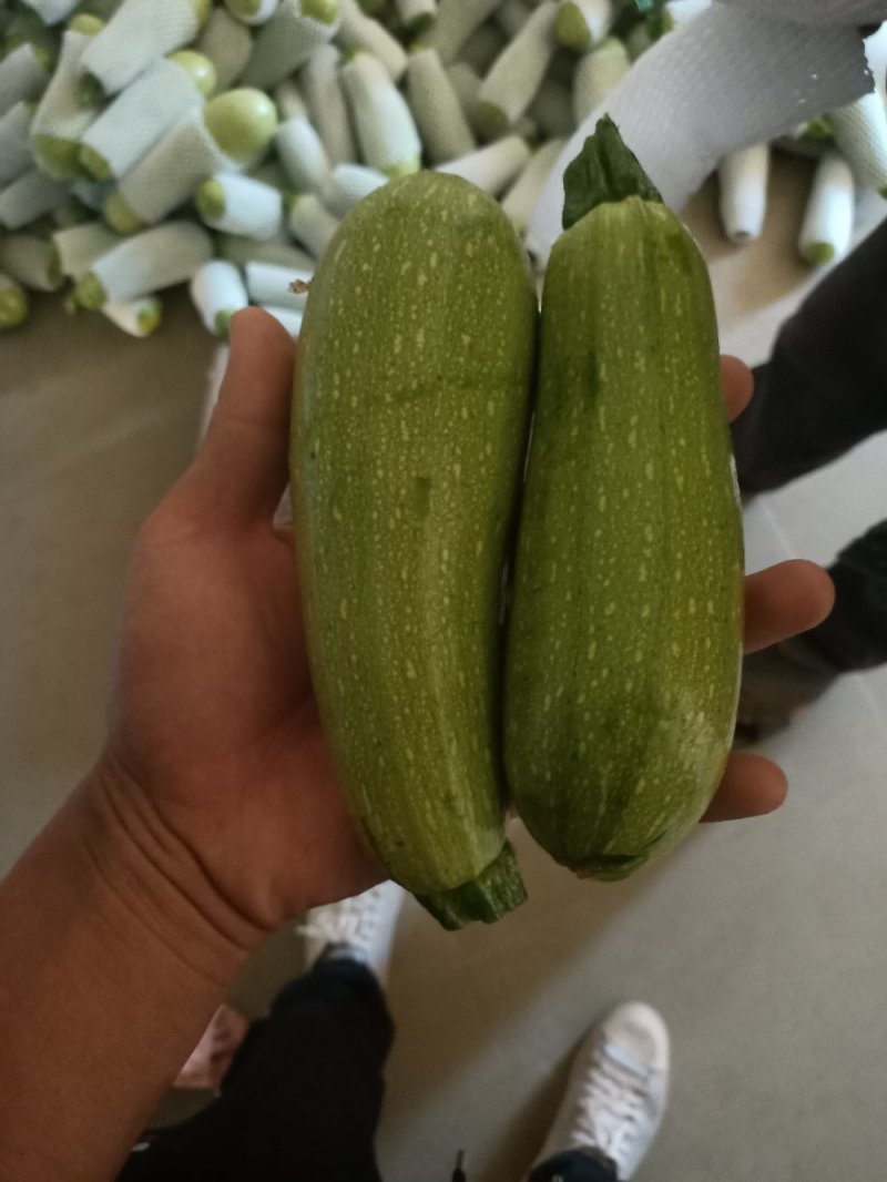 西葫芦