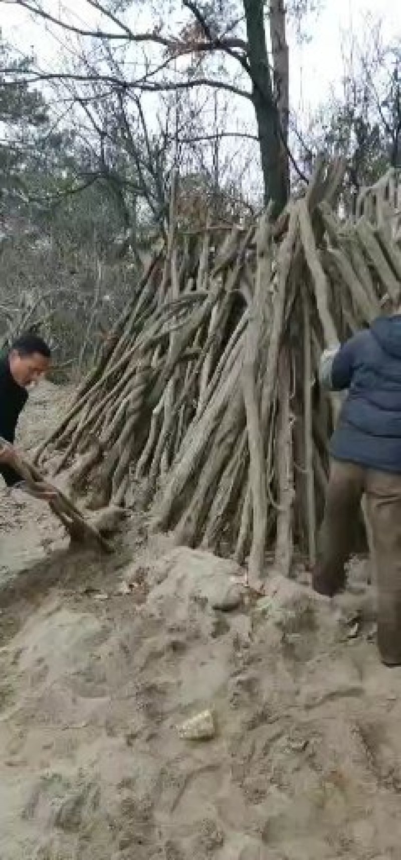紫藤下山桩资源慢慢减少适应能力强开花非常美丽