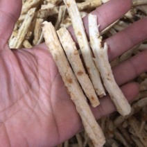 沙参节