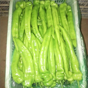 寿光高温棚黄皮尖椒产地直供量大