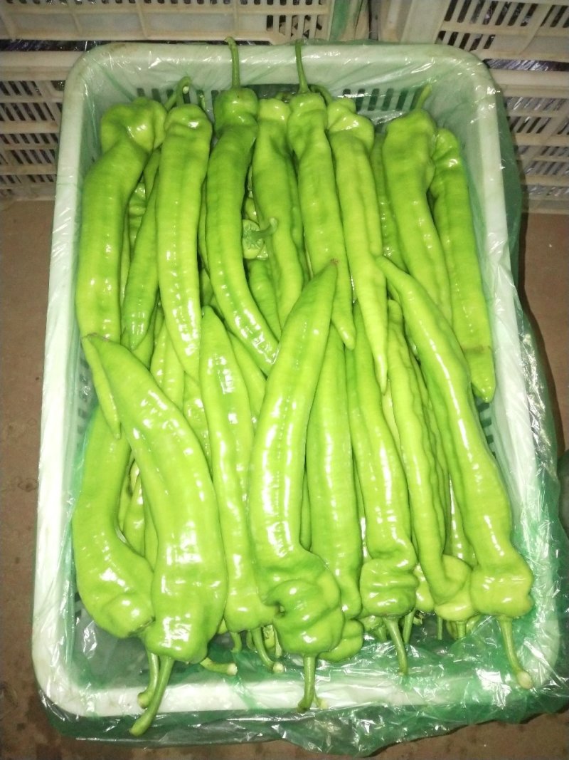 寿光高温棚黄皮尖椒产地直供量大