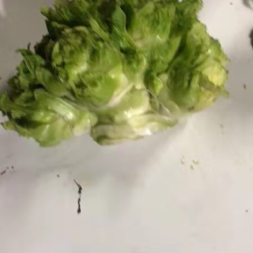 儿菜